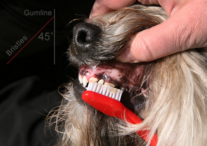 как чистить зубы собаке